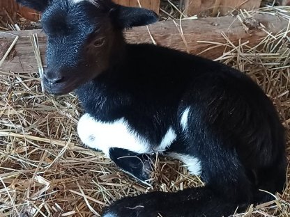 Bild 2:Kamerunschaflämmer m/w