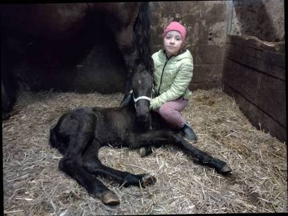 Bild 6:Noriker Stute Glücksstern