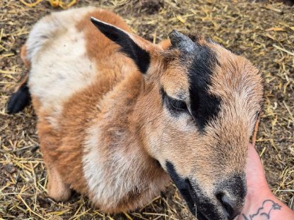 Bild 3:Kamerunschafe