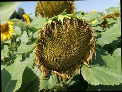 Bio HO Sonnenblumenkerne