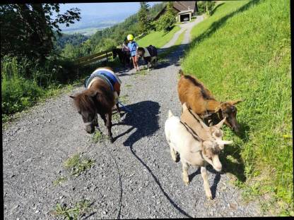 Bild 7:Zahmer junger Ziegenbock