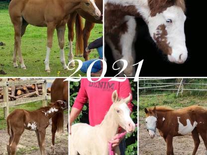 Bild 9:Painthorse Deckhengst gekört APHA, ZSSE