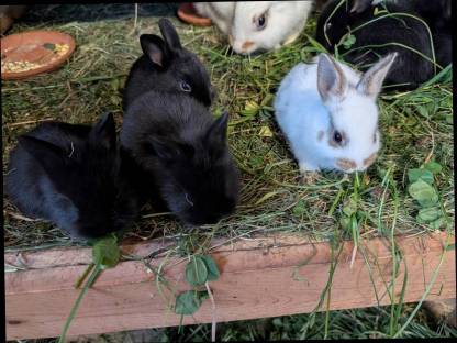 Bild 2:Löwenkopf Zwergkaninchen in allen Farben
