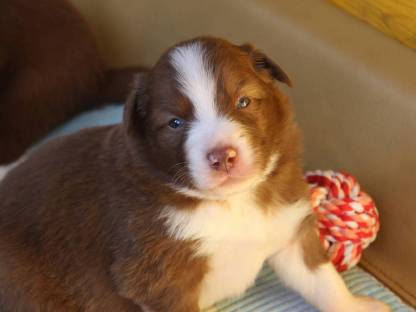 Border Collie - Shepard Mix Welpen