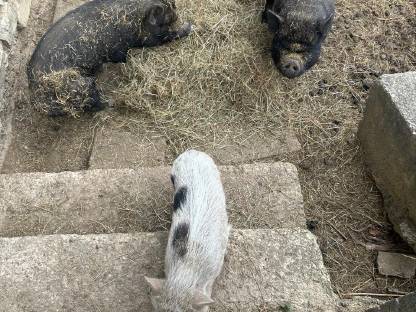 Hängebauchschweine