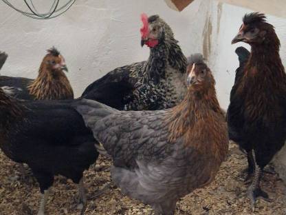 Bild 2:Sulmtalerhähne, Mixhennen und -hähne