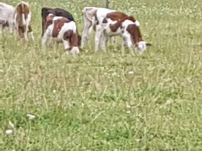 Stierkalb