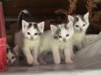 Babykatzen