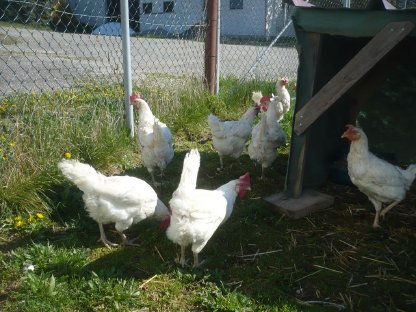 Bild 3:Bio-Althennen zum Weiterlegen