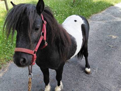 Bild 6:Pony-Hengste