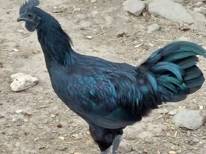 Ayam Cemani