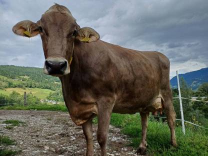 Braunvieh Kuh