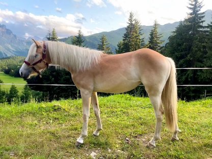 Bild 2:Haflinger Jährlingsstute Vanelia