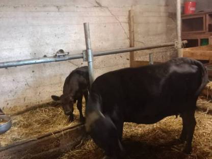 Bild 2:Dahomey Kuh mit Kalb