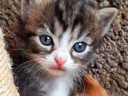 Ragdoll - Europäisch Langhaar Edelkitten