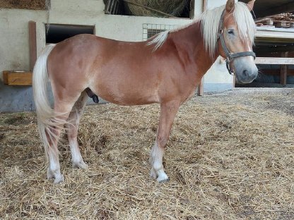 Haflinger Wallach