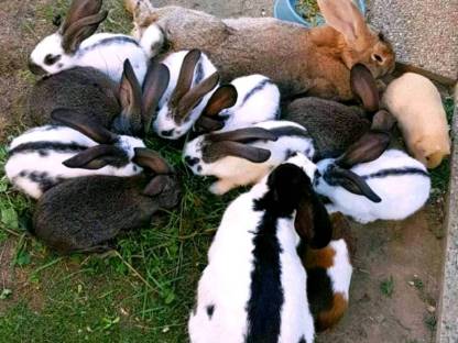 Kaninchen