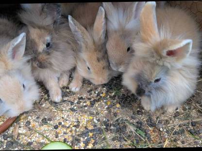 Bild 2:Löwenkopf Zwergkaninchen in allen Farben