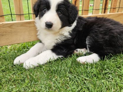 Bordercollie-Shepherd Welpen