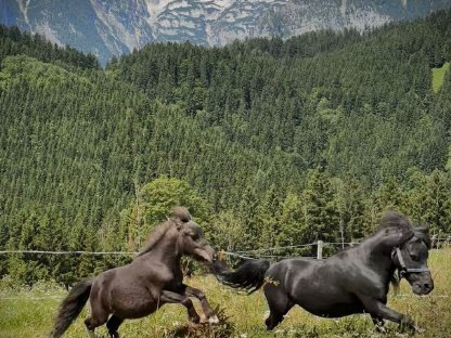 Bild 4:Mini Shetland Pony Hengst