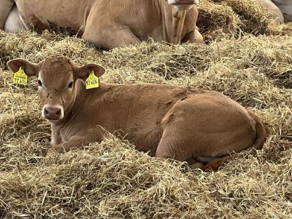Bild 2:Angus Mutterkühe mit Kalb bei Fuß zu verkaufen
