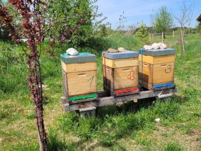 Bild 3:Bienenvölker zu verkaufen