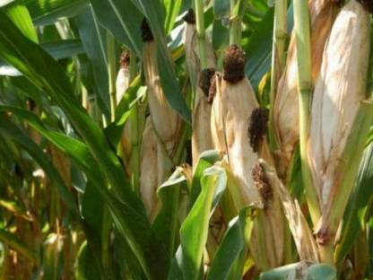 Bild 4:Maisballen oder Mais lose zugestellt