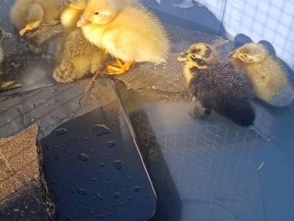 Bild 6:Laufenten Küken