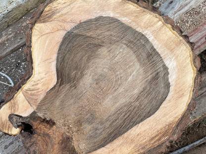 Bild 5:Nussbaumscheiben