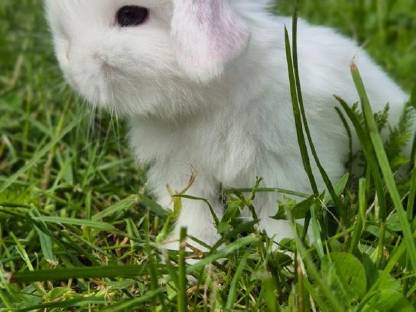 Bild 8:Zwerghase Minilop Schlappohren Hängeohren