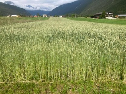 Bio Getreide Wintertriticale