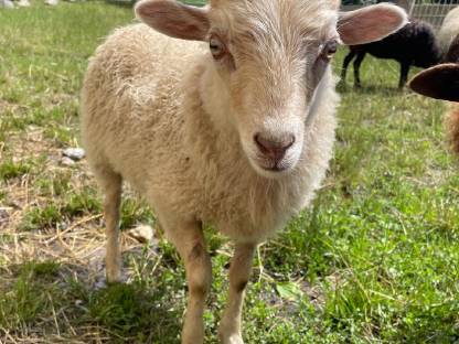 Ouessantschaf Widder