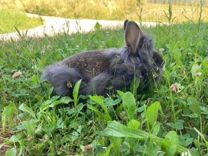 Bild 3:Löwenkopfhäsin