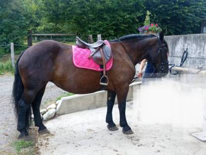 Bild 2:Noriker Stute