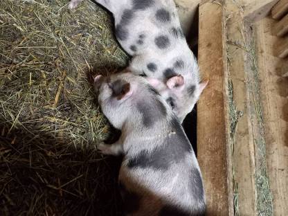 Minischweinchen