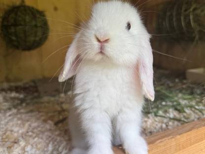 Bild 8:Minilops Zwergwidder