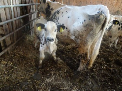 Bild 5:Pustertaler Sprinzen BIO - PSR-Kühe mit Kalb