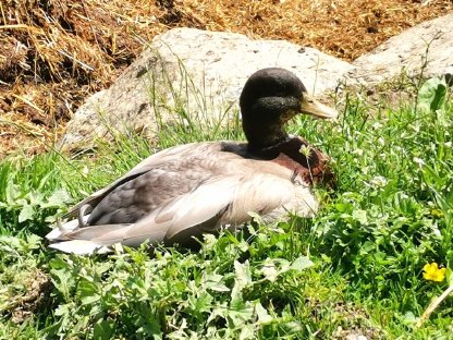 Weibliche Zwergenten gesucht