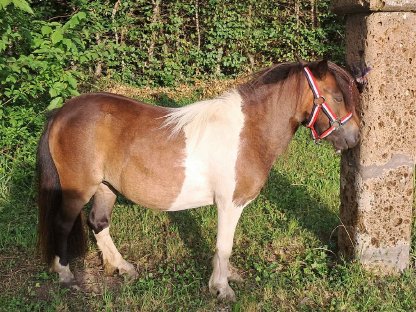 Bild 4:Mini-Shetland Stute