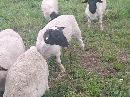 Bild 4:Dorper Schafe