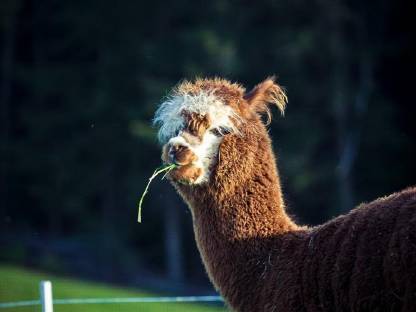 Bild 2:Alpakas zum Verkauf