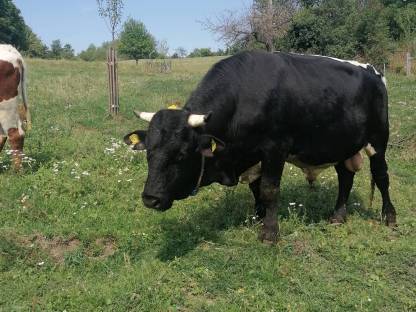 Bio Pinzgauer Stier