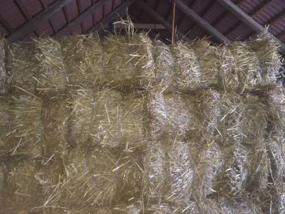 Bild 2:Stroh in Kleinquaderballen
