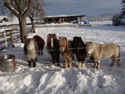 Minishetlandponys