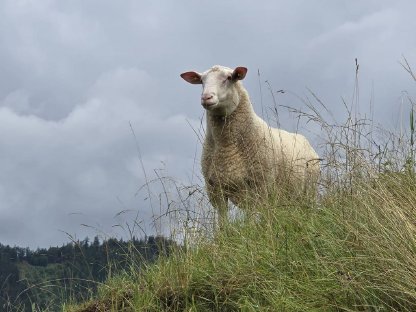 2 Ostfriesische Milchschafwidder zu verkaufen