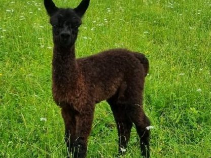 Bild 4:Trächtige Stuten mit Fohlen bei Fuß