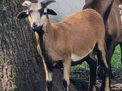 Kamerun Bock