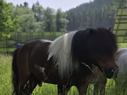 Pony Deckhengst