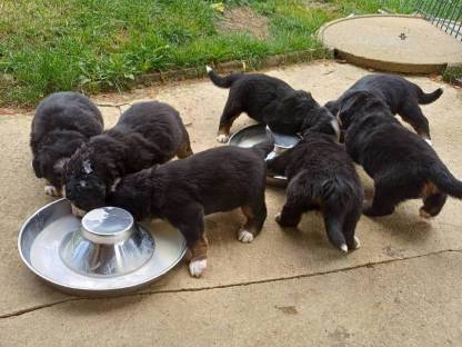 Berner Sennenhund Swissydogwelpen