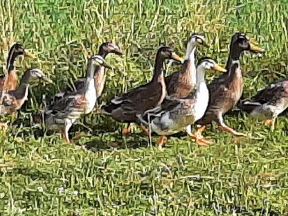 Bild 5:Laufenten - Schneckenjäger